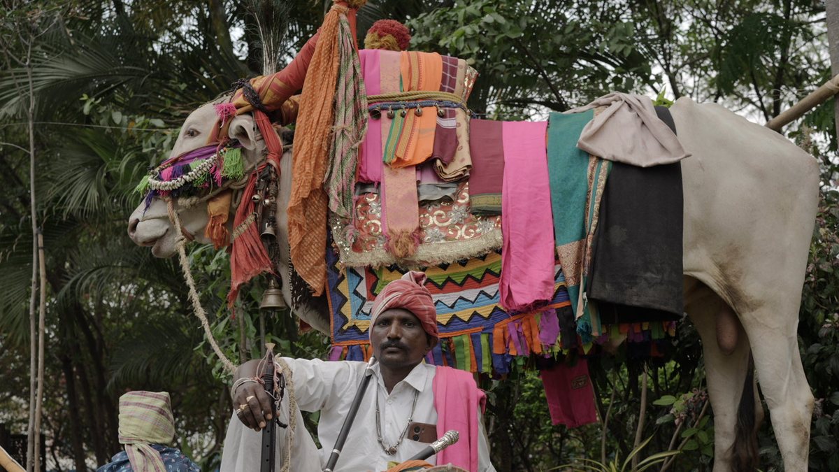 Gangireddu Aata — decorated performing bull